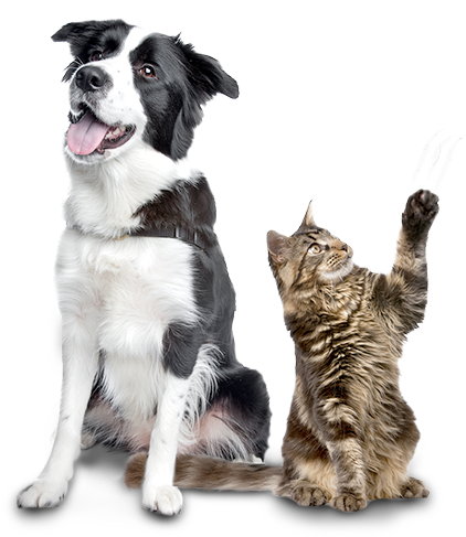 Pet Ürünleri